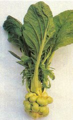 pianta_di_zhacai.jpg