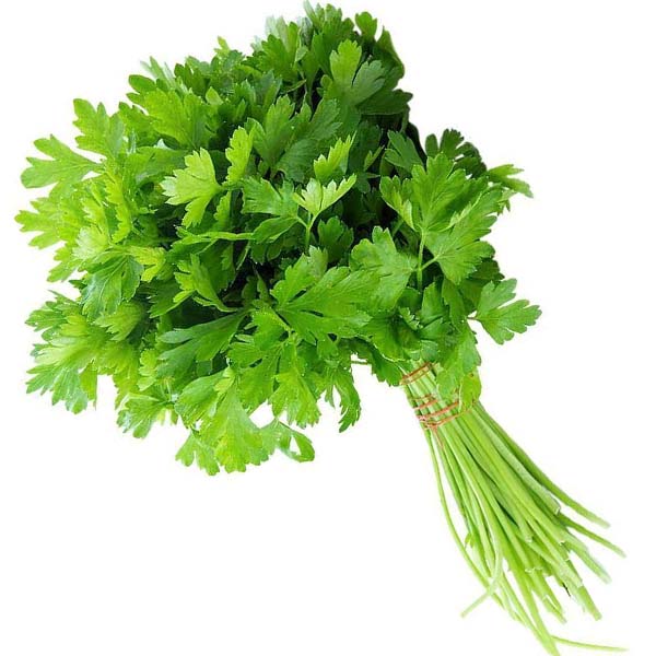 Coriandolo Fresco SOLO IN NEGOZIO